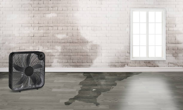 Best Water damage cleanup near me  in Massapequa, NY